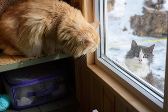 流浪猫街窗口房子国内猫盯着内部