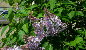 淡紫色开花花春天视图春天淡<strong>紫色花</strong>淡<strong>紫色花</strong>朵美丽的群淡紫色