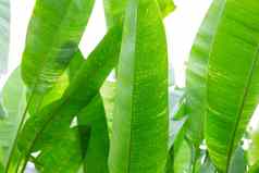 热带海里康属植物叶子绿色背景