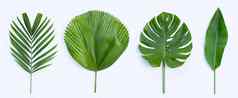 热带棕榈叶子monstera植物叶子海里康属植物绿色叶子白色背景