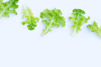 绿色橡木生菜叶子白色背景前视图