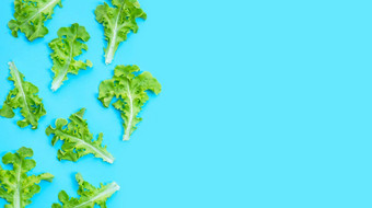 绿色橡木生菜叶子蓝色的背景前视图