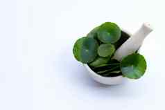 新鲜的绿色积雪草亚洲叶子水石莲花的一种植物砂浆杵白色