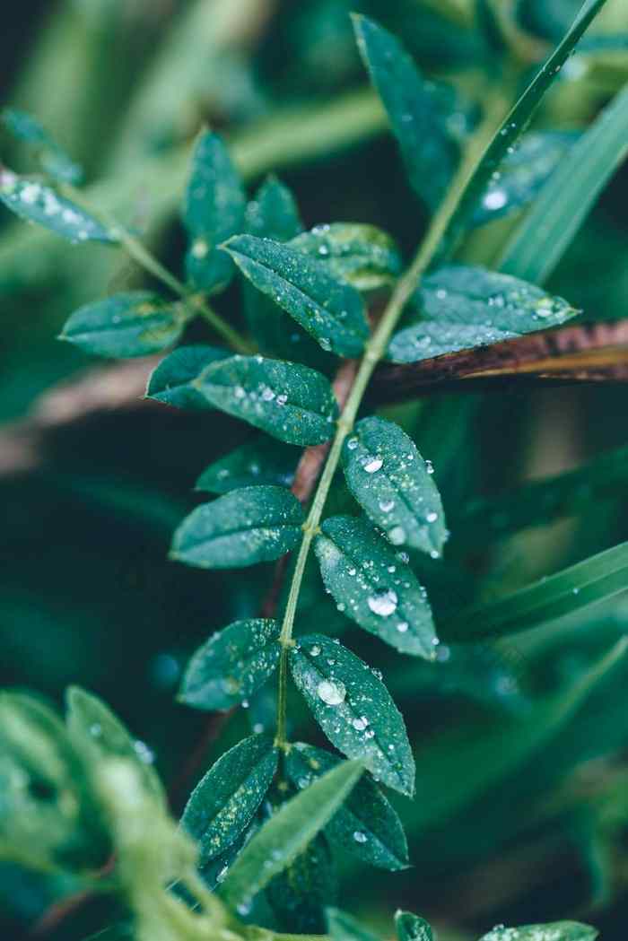 关闭雨滴叶子