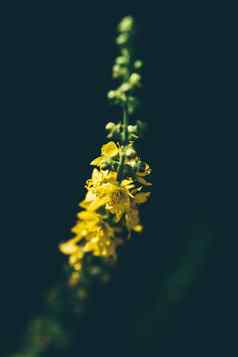 茎黄色的小花