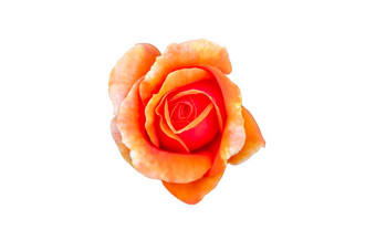 明亮的橙色玫瑰巴德白色背景美丽的玫瑰