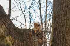 松鼠坐在树树桩公园松鼠树