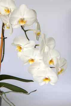 白色兰花花光背景白色花