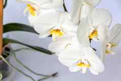 白色兰花花光背景白色花