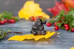 秋天背景收获节日主题黑暗背景节日秋天装饰浆果叶子