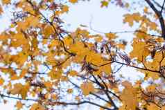 秋天黄色的叶子树秋天公园