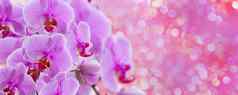 精致的背景紫色的兰花花明信片图形作品横幅全景空间文本