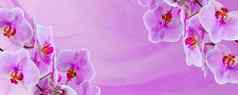 精致的背景紫色的兰花花明信片图形作品横幅全景空间文本