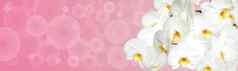 大白色兰花花全景图像全景横幅空间文本插入白色花粉红色的背景