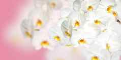 大白色兰花花全景图像全景横幅空间文本插入白色花粉红色的背景
