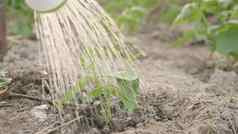 日益增长的学习豆芽浇水浇水一方面植物树花园