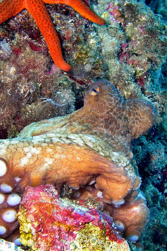 常见的章鱼下士cope-puntas的卡内格雷自然公园西班牙