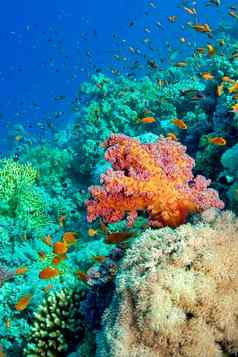 珊瑚礁水下景观红色的海埃及