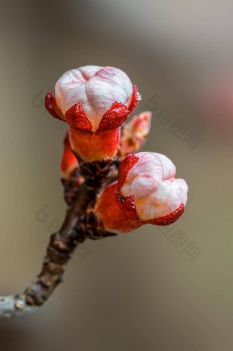 新鲜的春天花朵开始一年