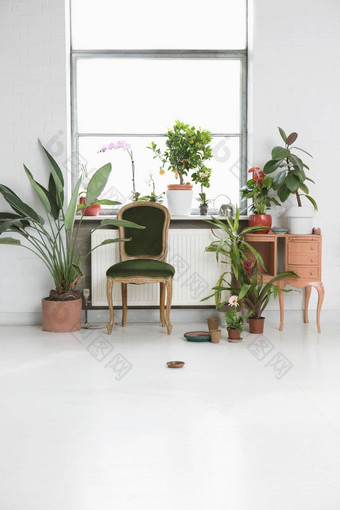 房子室内椅子盆栽植物窗口