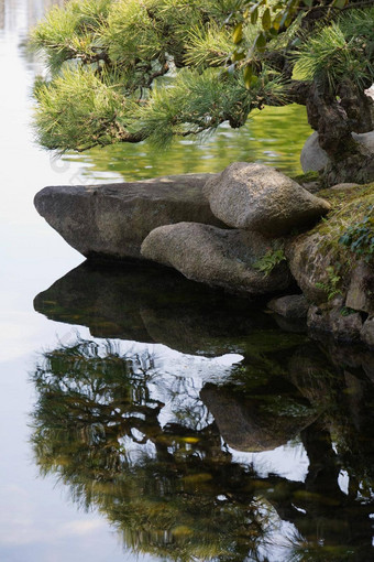 池塘日本万岁树