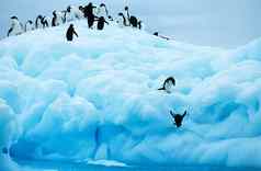 企鹅潜水冰川海