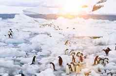 企鹅站融化冰川海