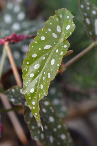 波尔卡点<strong>秋海棠</strong>属植物