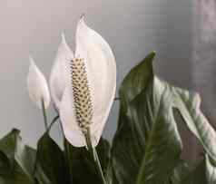 室内植物白色spatifilum花叶子