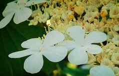 美丽的花荚莲属的植物花园特写镜头