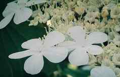 美丽的花荚莲属的植物花园特写镜头