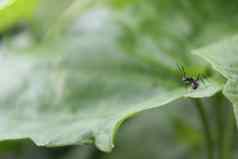 黑色的蚂蚁关闭红色的蚂蚁绿色叶叶背景