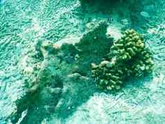 浮游生物热带鱼