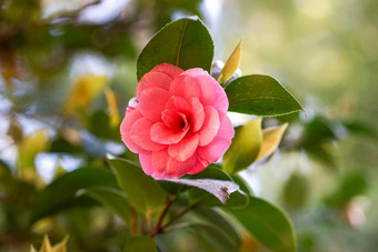 美丽的粉红色的花日本山茶花