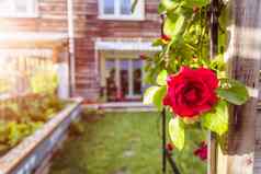 田园花园夏天关闭玫瑰花阳台花园房子模糊的背景