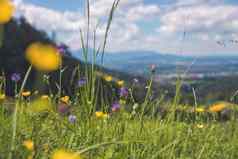 徒步旅行假期概念可爱的新鲜的花春天色彩斑斓的夏天野花草地