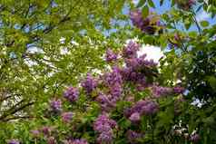 盛开的淡紫色天空美丽的紫色的淡紫色花在户外淡紫色花分支机构