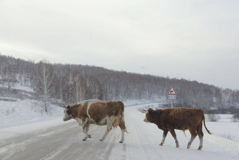 牛交叉冬天路