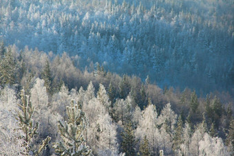 松柏科的森林<strong>冬天景观</strong>