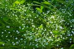 绿色场精致的小白色盛开的花明度绿色植物春天