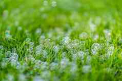 肥皂泡沫绿色草夏天一天有趣的