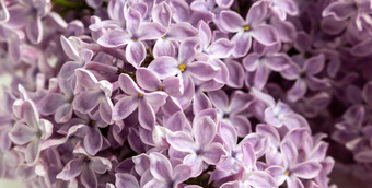 紫色的<strong>淡</strong>紫色花背景春天背景