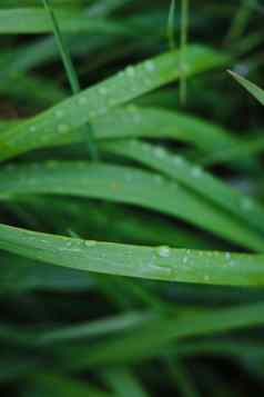 绿色年轻的草雨水滴