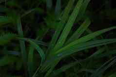 绿色年轻的草雨水滴