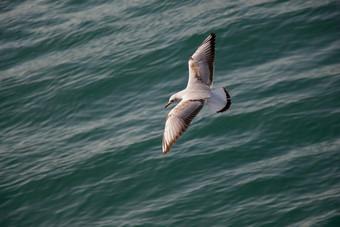 单海鸥飞行海水域