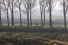 骑自行车的人树行树有雾的荷兰景观中央荷兰