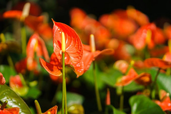 橙色花烛属植物花火烈鸟花花园