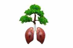 肺树健康的生活概念森林保护概念好环境