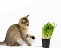 小猫金被套苏格兰钦奇利亚直坐在白色背景能日益增长的绿色草