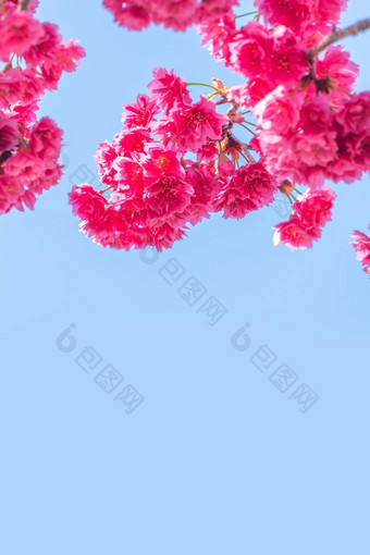 美丽的樱花樱桃开花黑暗粉红色的颜色春天